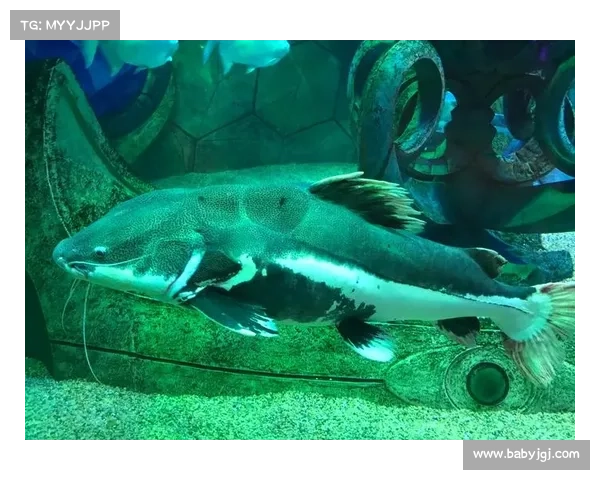 水族馆手游;水族馆手游破解版:海洋奇景:掌上水族箱 水族馆手游;水族馆手游破解版:海洋奇景:掌上水族箱